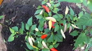 Aji Omnicolor. Острый перец