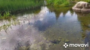 Река Парицы.Природа Ленинградской области.