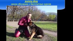 Можно ли целовать собаку?