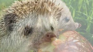Едят ли ёжики яблоки и грибы?