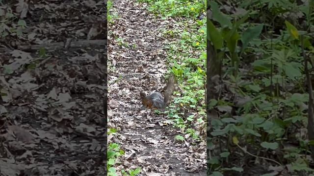 БЕЛОЧКИ В ВЕСЕННЕМ ЛЕСУ!