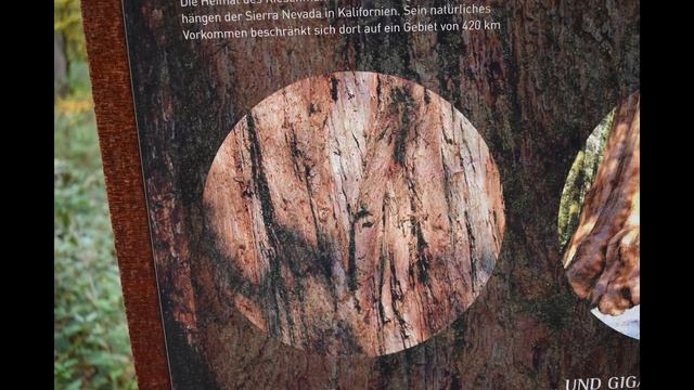 Немецкий Лес.(Перезалив) смотреть онлайн