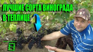 ИНТЕРЕСНЫЕ СОРТА ВИНОГРАДА ДЛЯ ТЕПЛИЦЫ. ОБЗОР СОРТОВ ВИНОГРАДА. ВЫРАЩИВАНИЕ ВИНОГРАДА В ТЕПЛИЦЕ