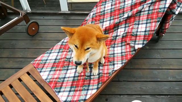 Лакшери жизнь  Как отдыхает сиба