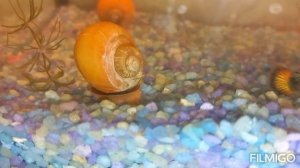 А вы знали как спят рыбки в аквариуме?