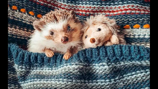 Same Old Man (cover) смотреть онлайн