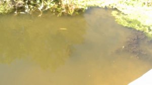 рыбы речки Деркул