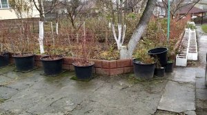 АКЦИЯ!!!Корневая система малины сорта Бабье лето 2 . И немного о саженцах фундука ...