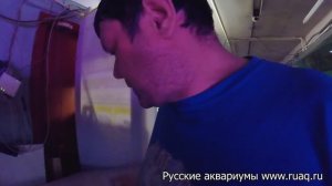 Радужница Боэсмана, Melanotaenia Boesemani, Boesemans Regenbogenfisch. Разведение