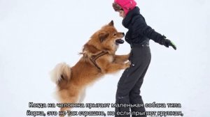 Как отучить собаку прыгать на людей от радости при встрече