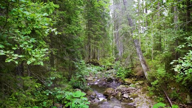 Сила птаха - кавер - Наталья Бугаёва