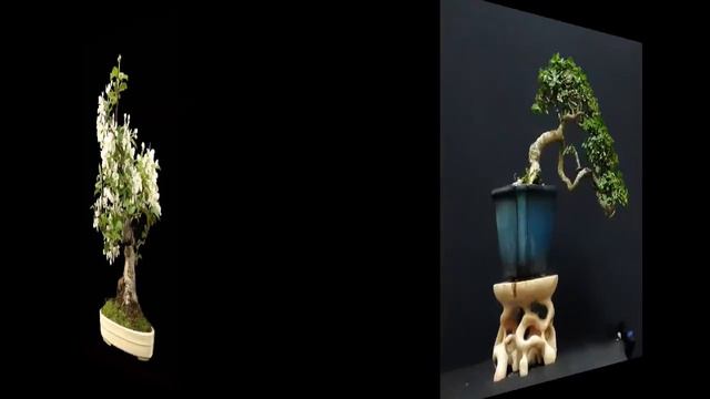 I Like This Mini Bonsai #12 смотреть онлайн