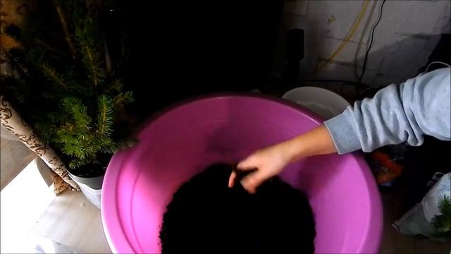 как сохранить ель коника, в домашних условиях до весны!!! нужна ли ей пересадка!? смотреть онлайн