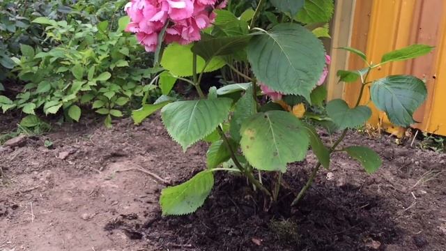 Создаём красивую клумбу, из гортензий, шаровидных туй вудварди и роз!!! Сажаем правильно!!! смотреть онлайн