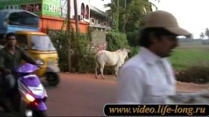 Отель Villagio Inn. Южное Гоа. Пляж Беталбатим. Индия.Goa.India.