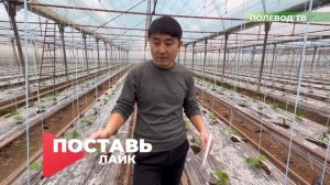 КАК ПОВЫСИТЬ УРОЖАЙНОСТЬ ОГУРЦОВ В ТЕПЛИЦЕ!