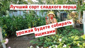 Сажаю и буду сажать эти перцы всегда. Лучшие сорта сладкого перца 2022 Иван да Марья