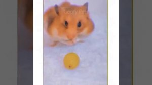 Милые животные_16