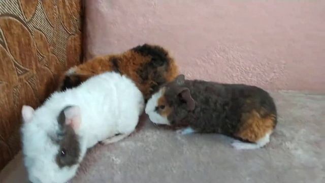 Три мальчика американский тедди смотреть онлайн