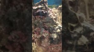 Разведение моллинезии  получение потомства в морском аквариуме