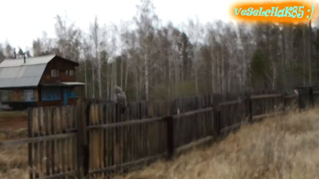 Вот такие соседи нынче у нас на дачах. смотреть онлайн