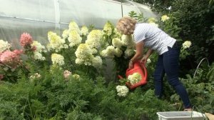 Марина Рыкалина рассказывает, как подкормить гортензии с помощью Reasil