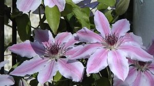 Clematis 'Nelly Moser'