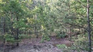 2 августа Что ты ржешь, мой конь ретивый А .Пушкин