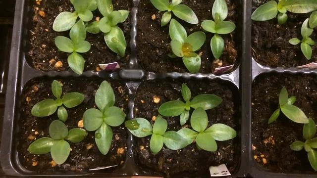 Эустома 23.02.18 смотреть онлайн