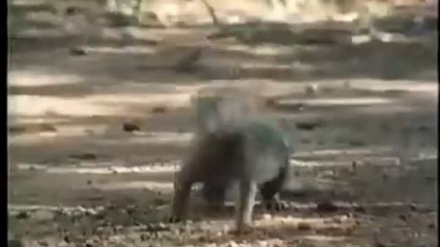 Варан против кобры смотреть онлайн