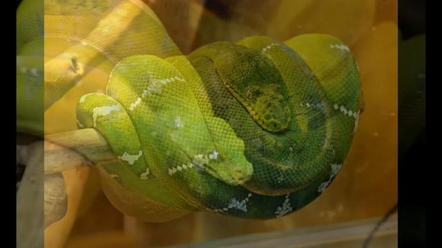 Запорожские змеи. фото Сергея ТОМКО смотреть онлайн