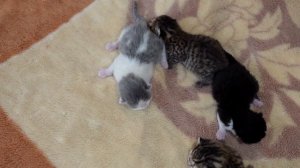 Забота о беспомощных новорожденных котятах_ миссия по спасению