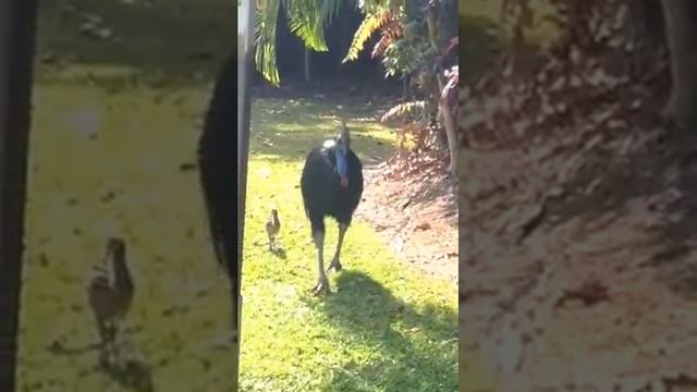 Followthesuntour: Cassowary, Australia