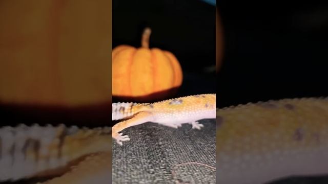 Mалыш прошлого сезона. И тыква настоящая ? #lizard #эублефар #геккон #animals #gekko #shorts