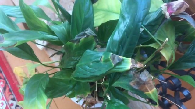 Измученный Спатифиллум, Ошибки в Уходе смотреть онлайн