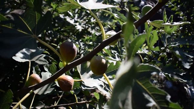 Инжир Домашний розовый 2021 для дома, отзыв, технология выращивания - Агро Сад смотреть онлайн