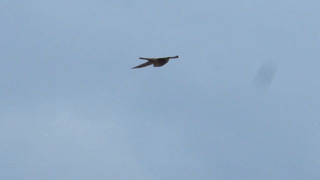 Обыкновенная Пустельга зависает на месте смотреть онлайн