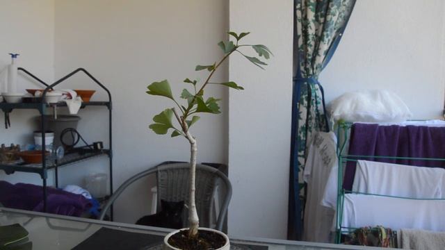 Как правильно ухаживать за БОНСАЙ из ГИНКГО БИЛОБА смотреть онлайн