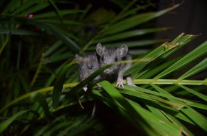 Вьетнам. Начанг. Бассейн и мышки в гостинице Olympic сент 2015