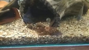 Гуппи чистая линия. Красного дракона на нерест.