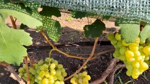 Самый КРУПНЫЙ ВИНОГРАД на моём участке.