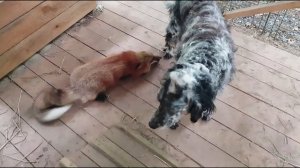 Ли Сяо / Alice the Fox Лиса Алиса (Лиса сразу проснулась, как только увидела у себя гостей)