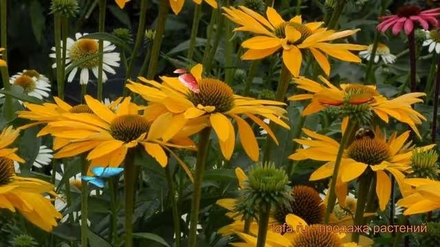 Эхинацея пурпурная Лейлани (echinacea Purpurea) ? обзор: как сажать, саженцы эхинацеи Лейлани