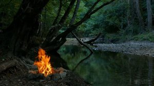 Астра альпийская многолетняя посадка и уход