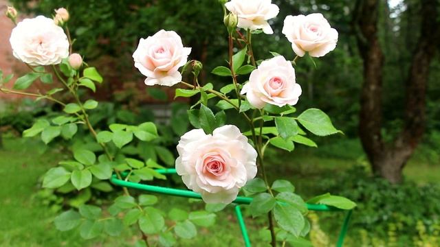 Чтобы розы были красивыми и здоровыми смотреть онлайн