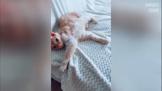 Бывшая полицейская собака лаяла на дерево, хозяин обнаруживает внутри тревожную находку смотреть онлайн