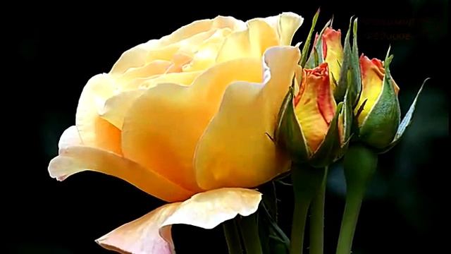 Пчила и муха смотреть онлайн