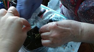 Сажаем чайно-гибридную розу Циркус в пластиковый контейнер