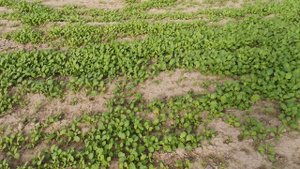 Горчица после картофеля и для картофеля