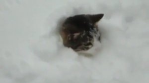 Кот и снег!